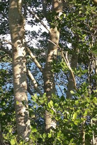 82017-shadows-blowing