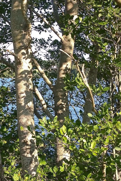 82017-shadows-blowing