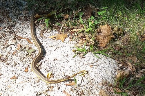 091317-snake-in-cemetery