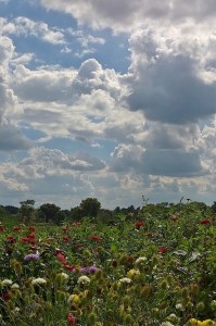 091517-pick-your-own-at-Verrill