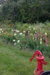 091617-Concord-community-garden