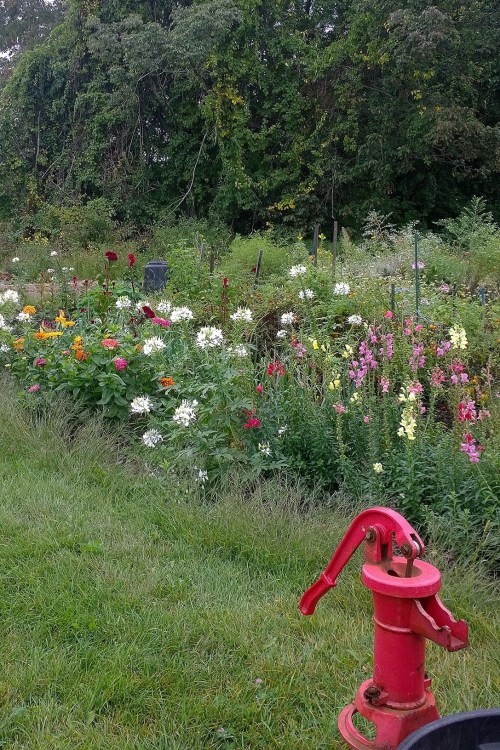 091617-Concord-community-garden