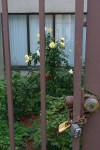 091617-imprisoned-roses-Lowell