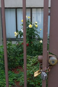 091617-imprisoned-roses-Lowell