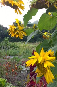 091617-September-garden