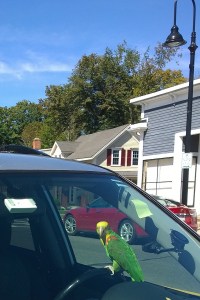 092317-Amazon-Parrot-face-forward