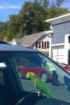 092317-Amazon-Parrot-side-view