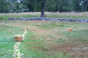 093017-path-made-of-apples