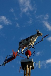 100617-Davis-Sq-cow-in-sky
