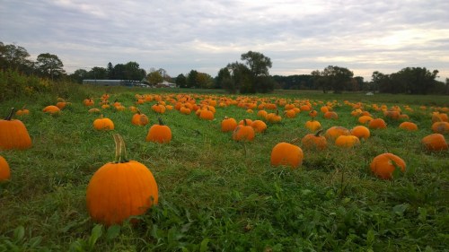 101117-Verrill-Farm-field-of-pumpkins