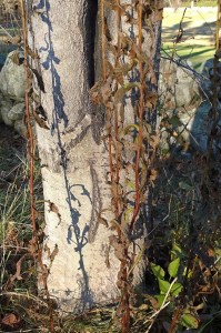 112517-shadows-of-weeds