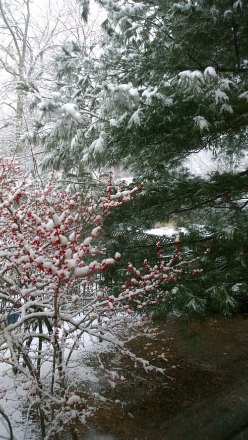 120917-deciduous-holly-white-pine