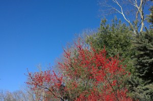 122117-holly-berries