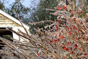 122417-nice-ice-not-great-for-bush