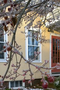 122417-when-ice-in-the-dooryard-bloomed