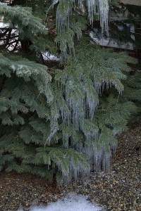 011917-icicles-on-pine-tree