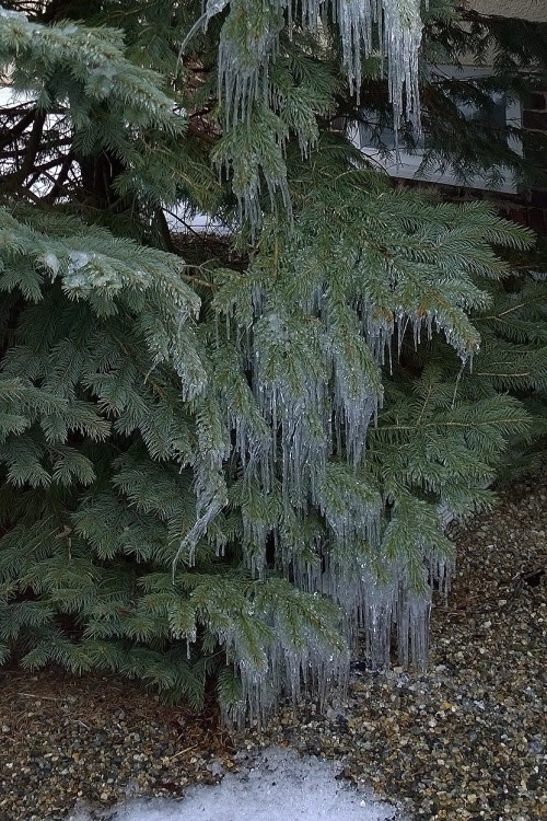 011917-icicles-on-pine-tree