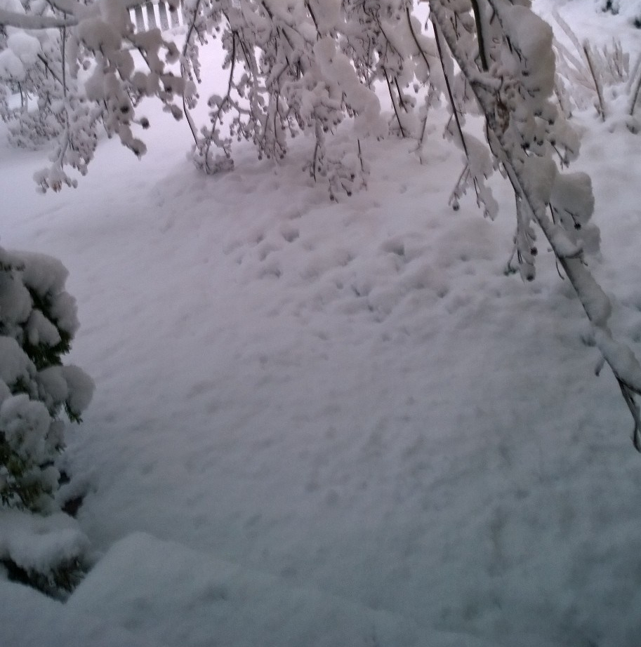 030818-bent-dogwood-at-backdoor