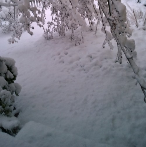 030818-bent-dogwood-at-backdoor