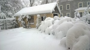 031318-tall-bushes-bent-over-2