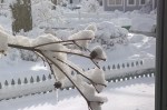 031418-icicle-on-dogwood
