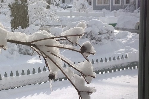 031418-icicle-on-dogwood