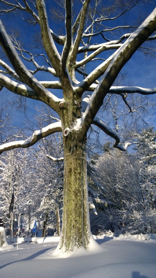 031418-lichen-and-snowy-branches
