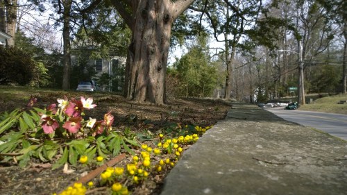 032918-early-flowers-Monument-St