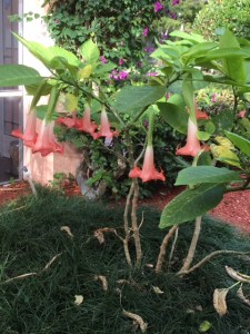 Lavner-trumpet-lilies-021318