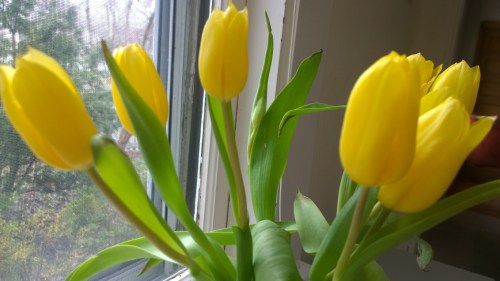 040418-yellow-tulips
