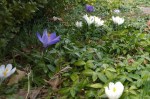 041218-crocus-blooming-before-storm