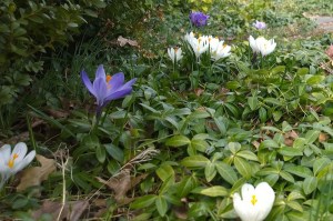 041218-crocus-blooming-before-storm