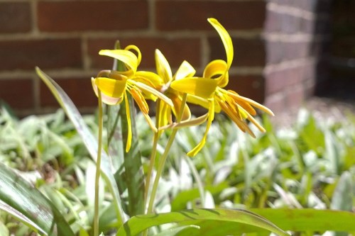 042118-trout-lily-brick-wal