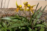 042118-trout-lily-stucco-wall