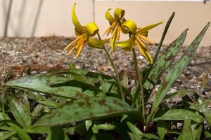 042118-trout-lily-stucco-wall