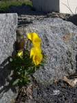 042218-pansies-in-wall
