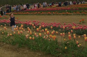 050618-running-in-tulips