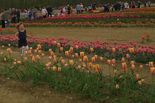 050618-running-in-tulips