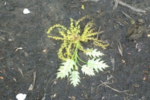 051018-world-is-mudluscious