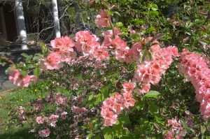 051118-might-be-quince