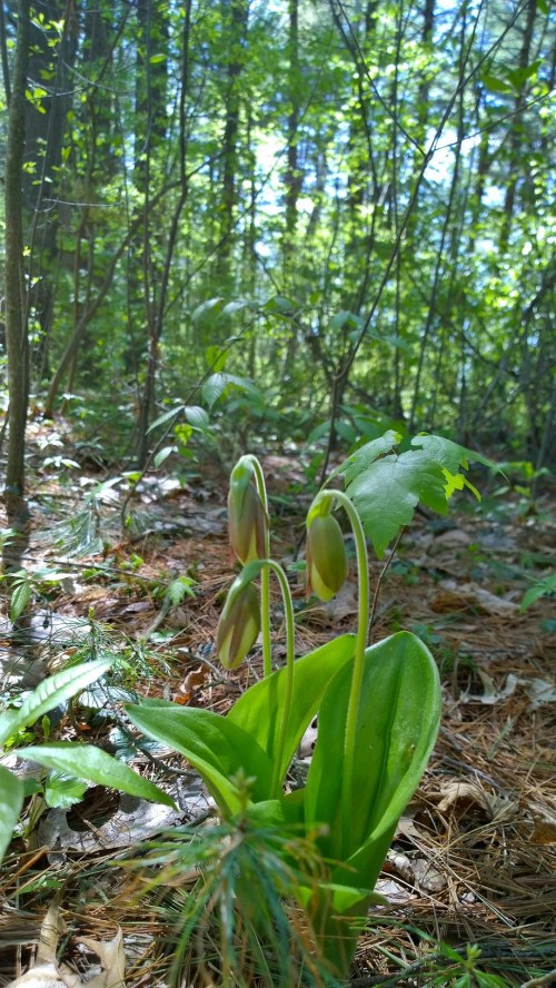 051318-could-be-Sessile-Bellwort