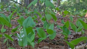 051318-foam-flower-Town-Forest