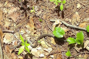 051318-garter-snake