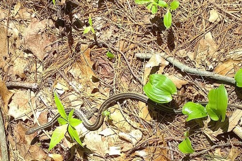 051318-garter-snake