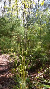 051318-unfurling-ferns