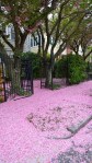 051518-pink-petal-carpet