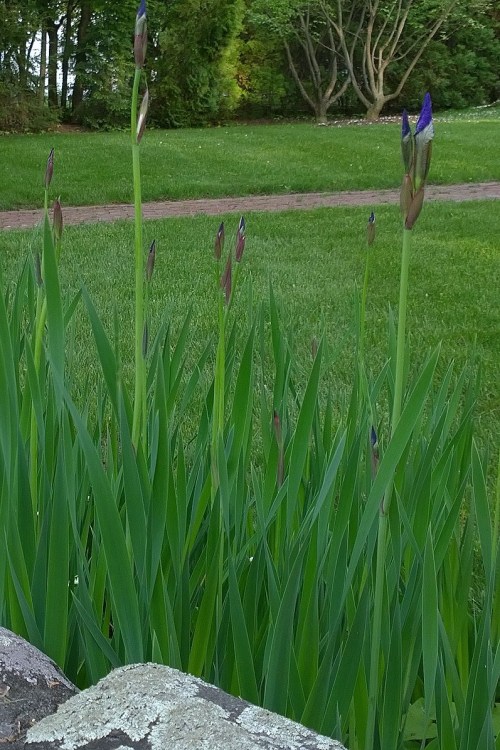 051718-iris-in-waiting