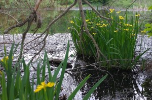 052818-yellow-iris-wetlands-Providence