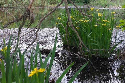 052818-yellow-iris-wetlands-Providence