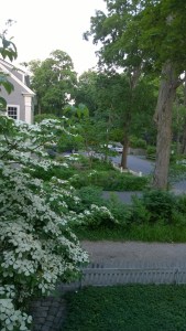 053018-dogwood-from-window